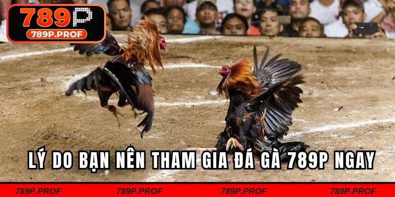 Lý do bạn nên tham gia đá gà 789P ngay