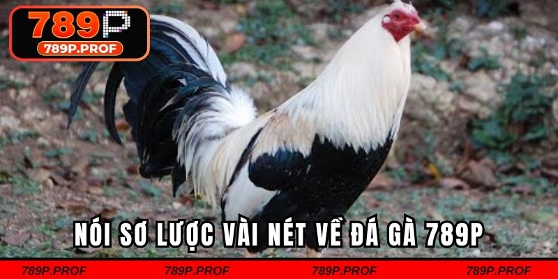 Nói sơ lược vài nét về đá gà 789P